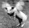 Pig with wings