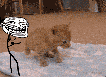 Troll pushes kitten